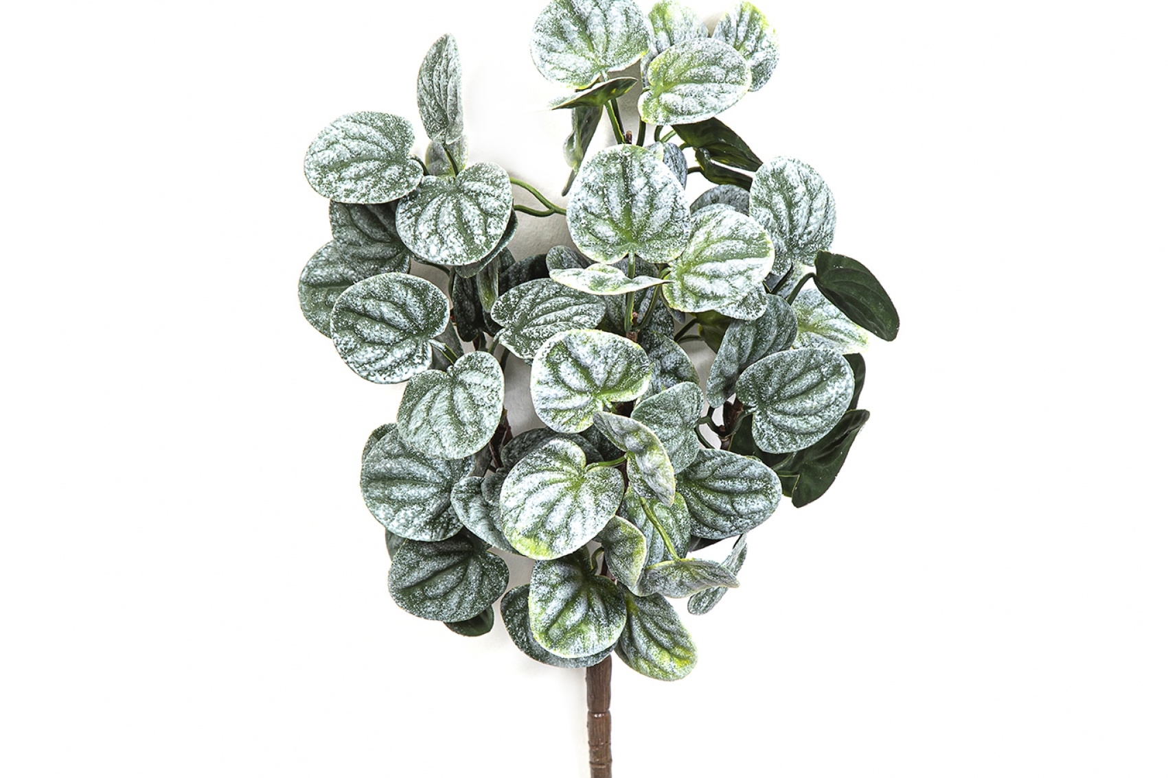 Peperomia Bush Green 33 cm