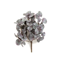 Peperomia Bush Red 33 cm