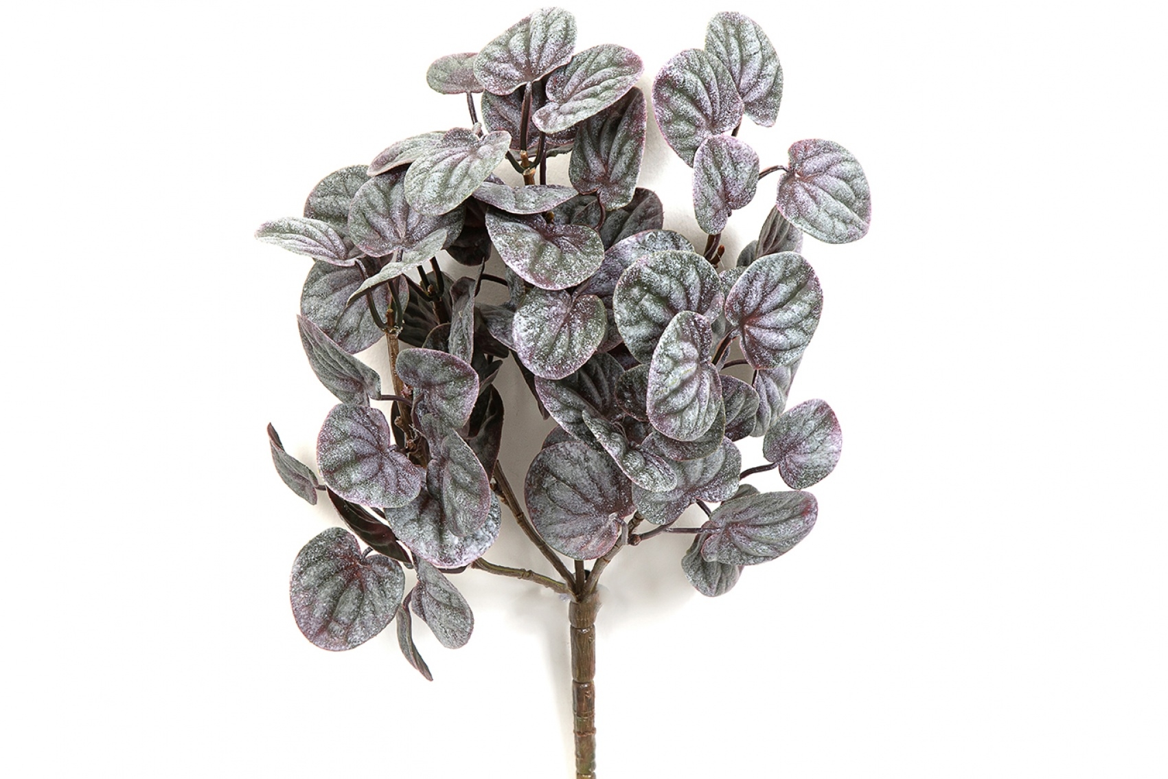 Peperomia Bush Red 33 cm
