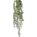 Peperomia Serpens Hanging Bush 90 cm