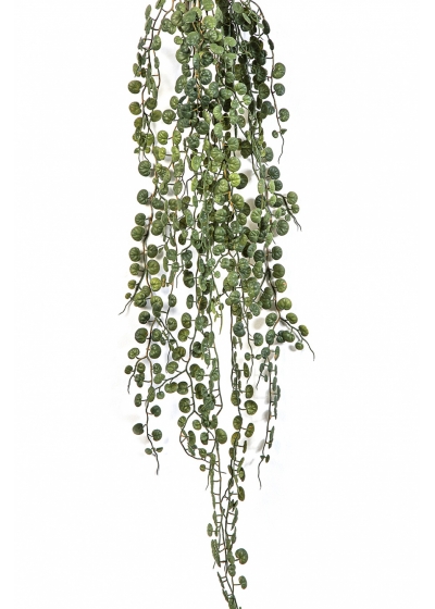 Peperomia Serpens Hanging Bush 90 cm