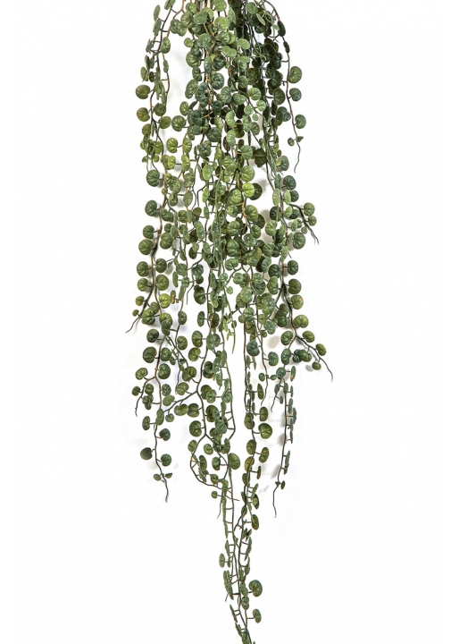 Peperomia Serpens Hanging Bush 90 cm
