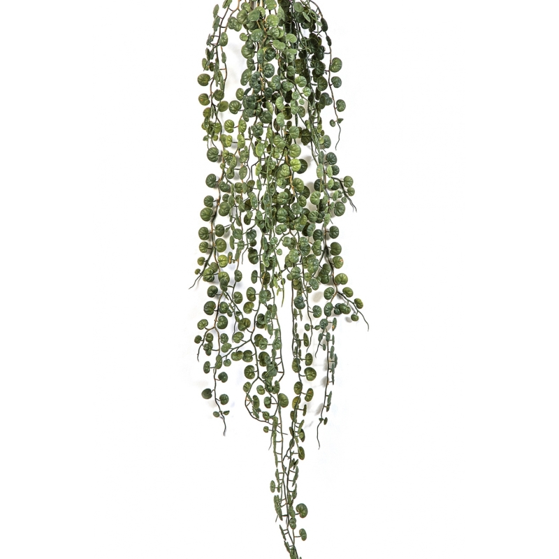 Peperomia Serpens Hanging Bush 90 cm