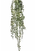 Peperomia Serpens Hanging Bush 90 cm