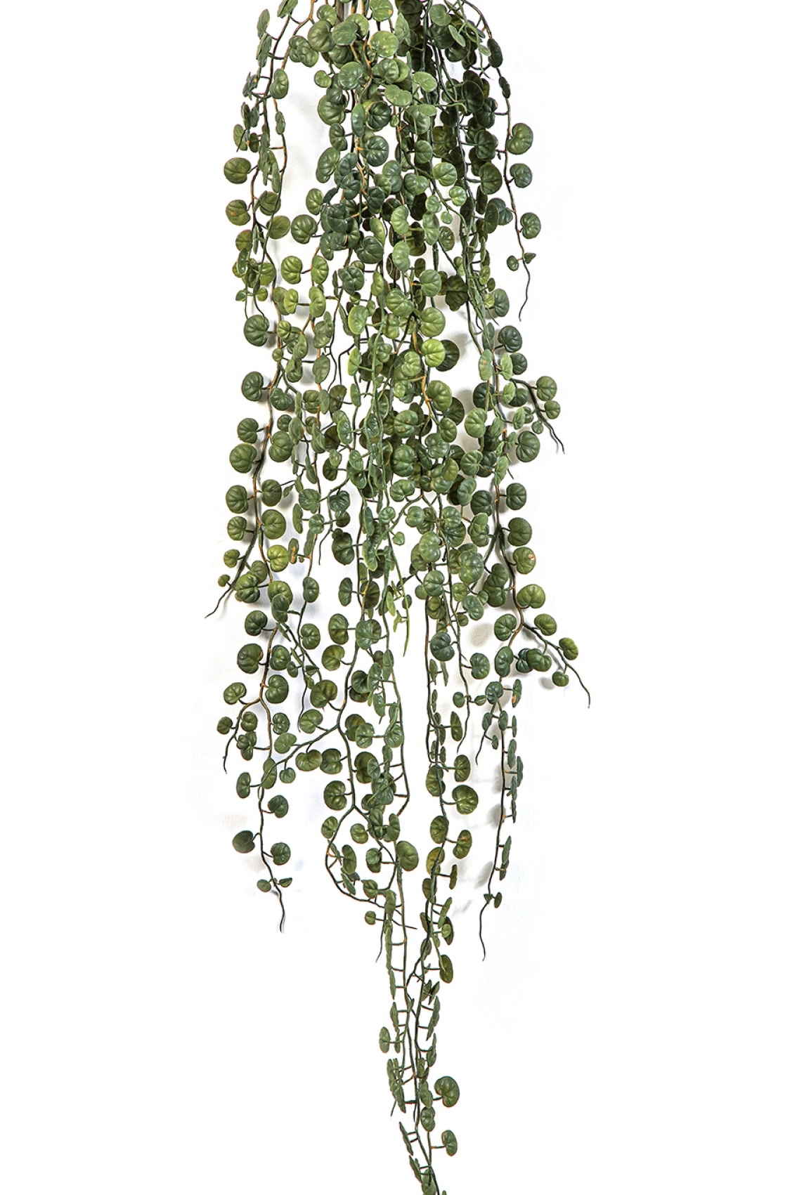 Peperomia Serpens Hanging Bush 90 cm