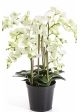 Phalaenopsis de Luxe Cream with Pot 85 cm