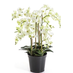 Phalaenopsis de Luxe Cream with Pot 85 cm