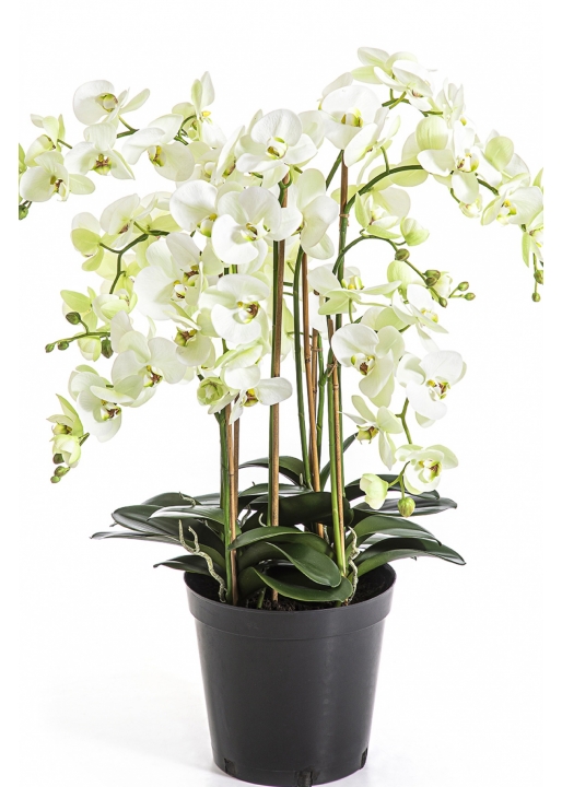 Phalaenopsis de Luxe Cream with Pot 85 cm