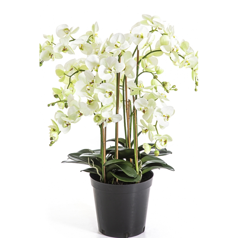 Phalaenopsis de Luxe Cream with Pot 85 cm