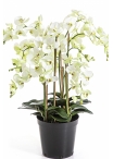 Phalaenopsis de Luxe Cream with Pot 85 cm
