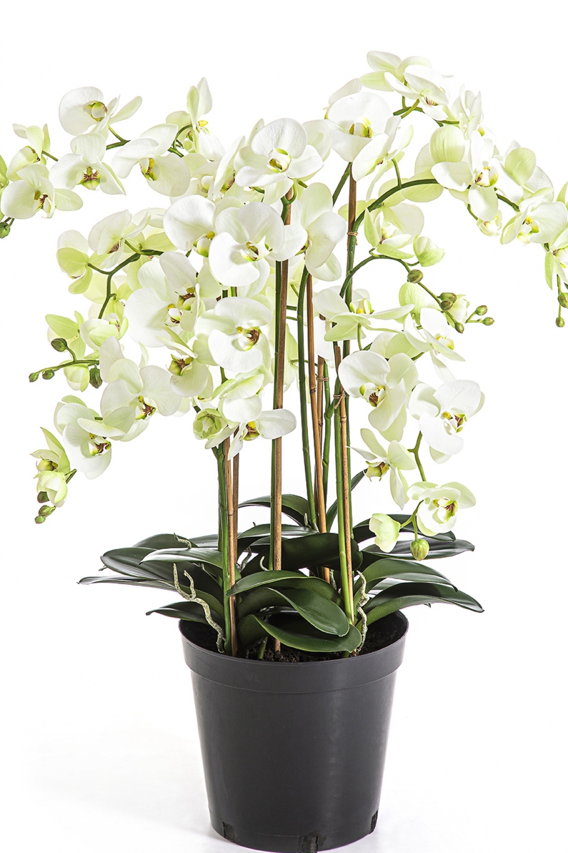 Phalaenopsis de Luxe Cream with Pot 85 cm