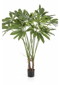 Philodendron Goeldii with Pot 110 cm