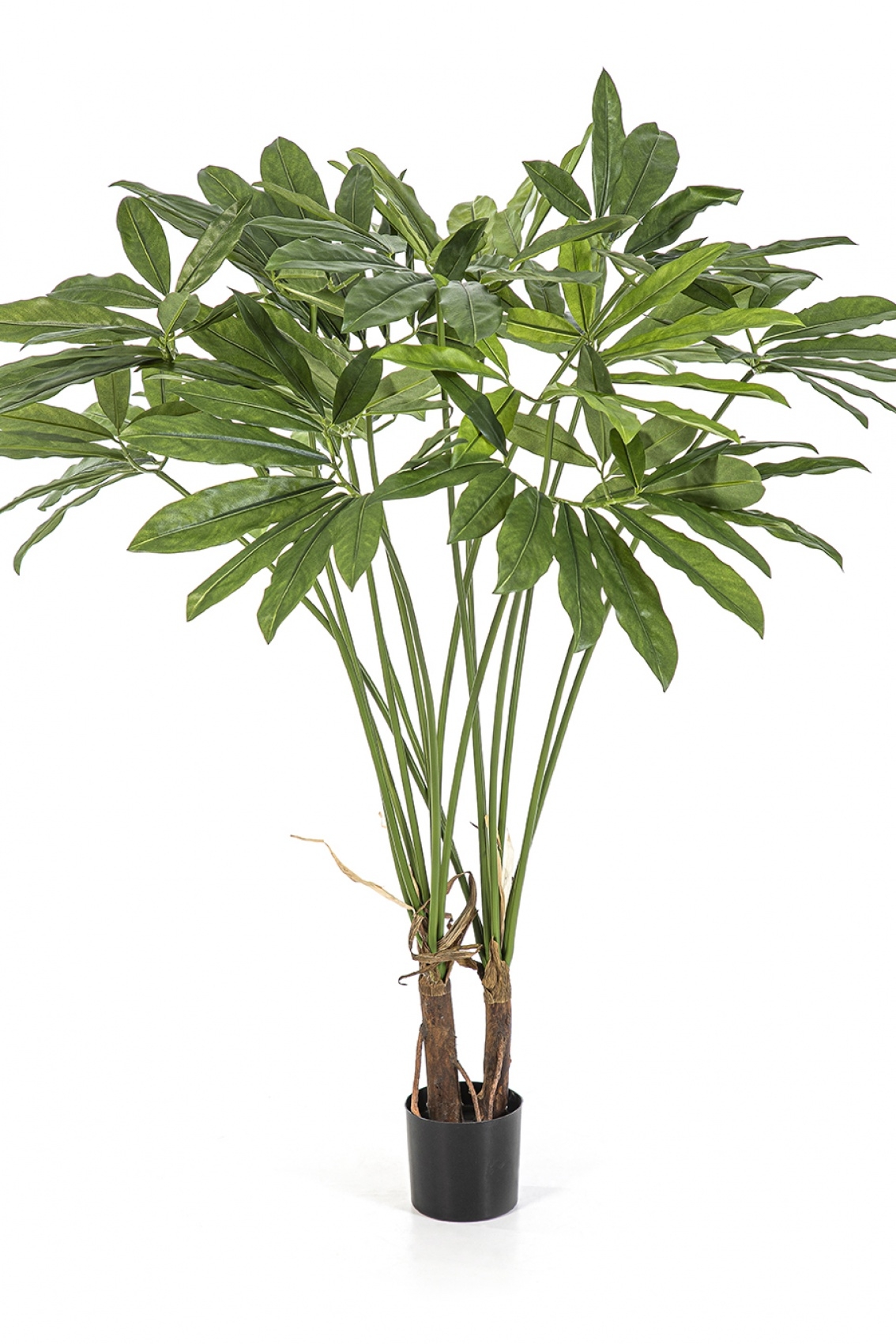 Philodendron Goeldii with Pot 110 cm