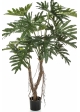 Philodendron Root Tree 140 cm