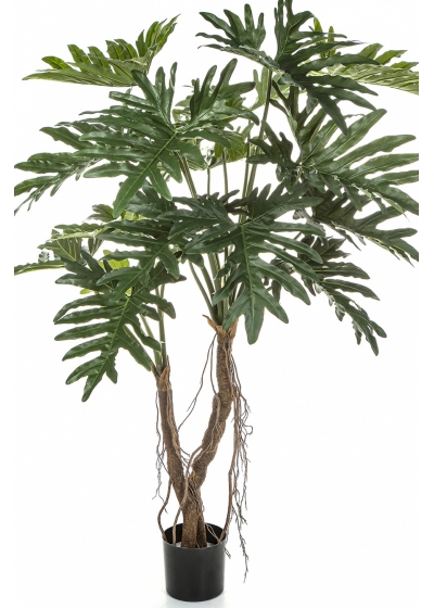 Philodendron Root Tree 140 cm