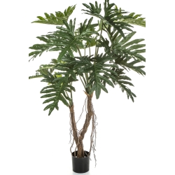 Philodendron Root Tree 140 cm