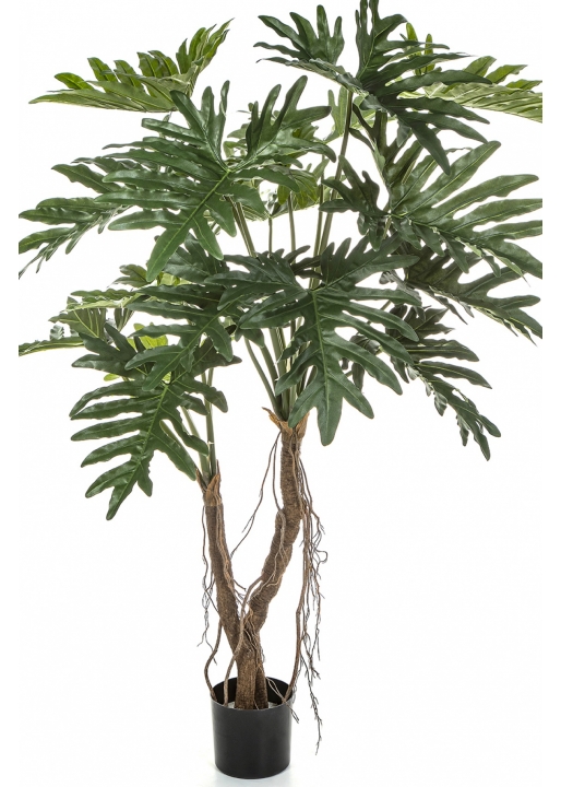 Philodendron Root Tree 140 cm