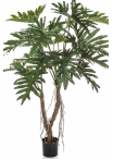 Philodendron Root Tree 140 cm