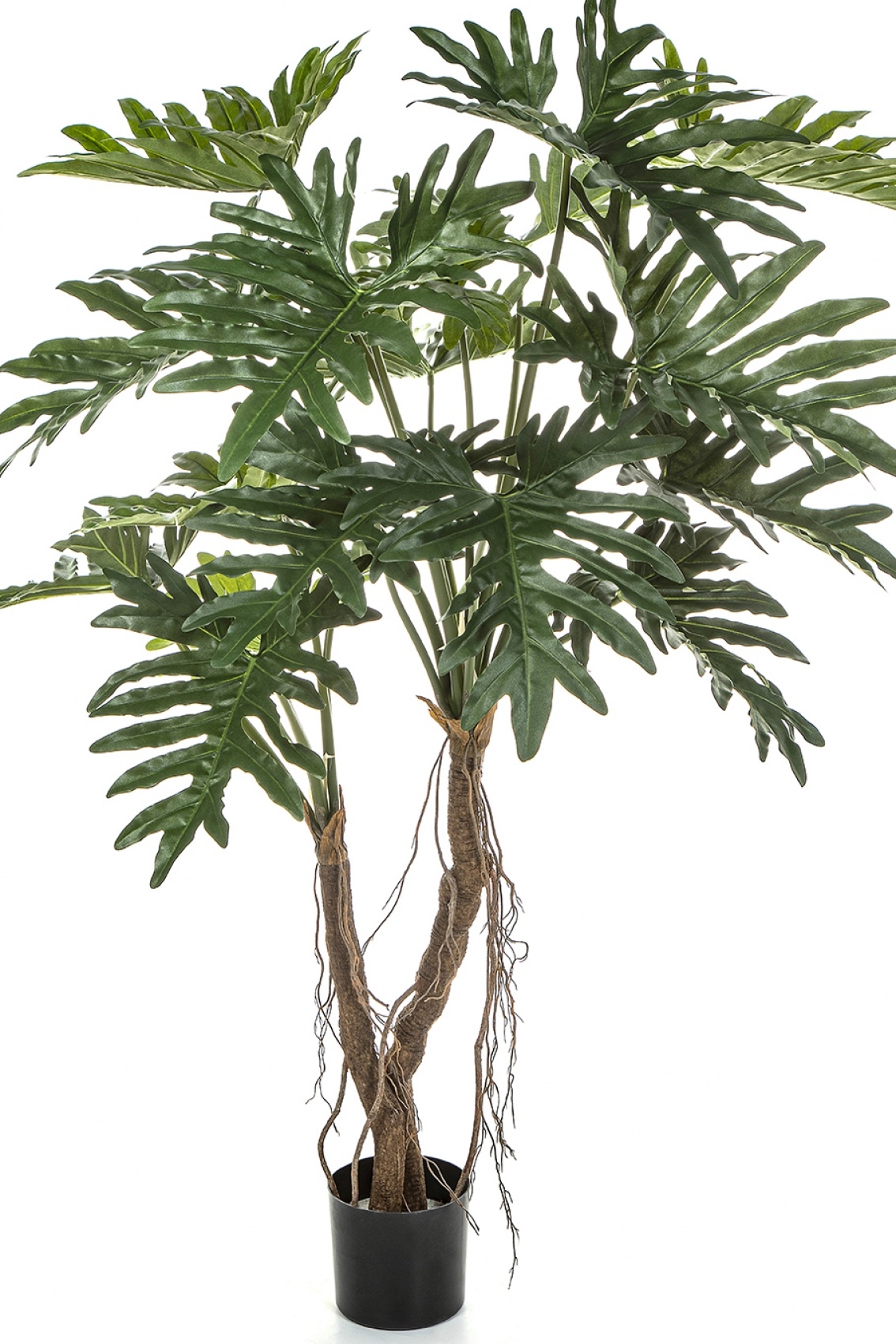 Philodendron Root Tree 140 cm