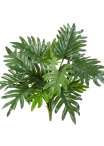 Philodendron Selloum 50 cm