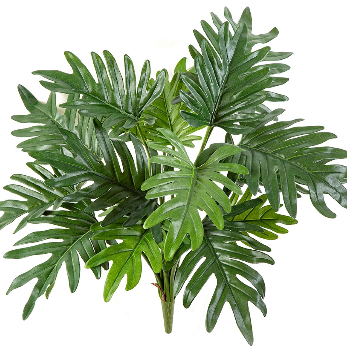 Philodendron Selloum 50 cm