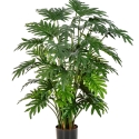Philodendron Selloum x 50 75-100 cm