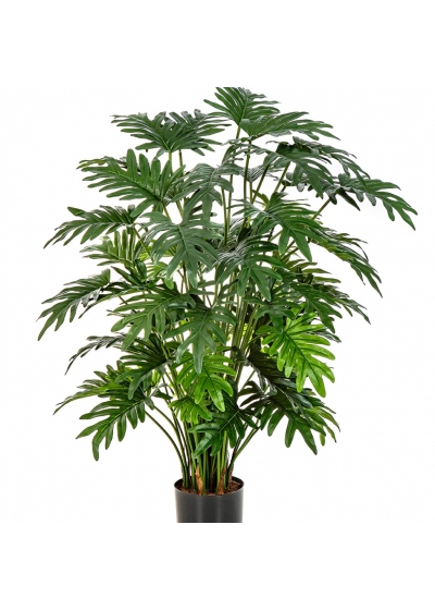 Philodendron Selloum x 50 75-100 cm