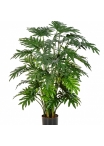 Philodendron Selloum x 50 75-100 cm