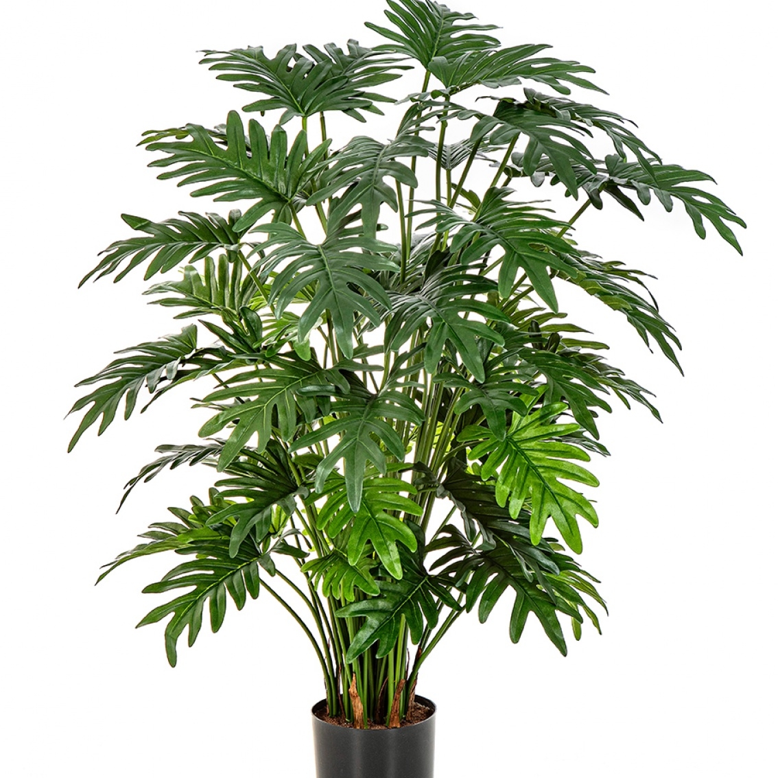 Philodendron Selloum x 50 75-100 cm