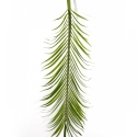 Phoenix Palm Leaf Set