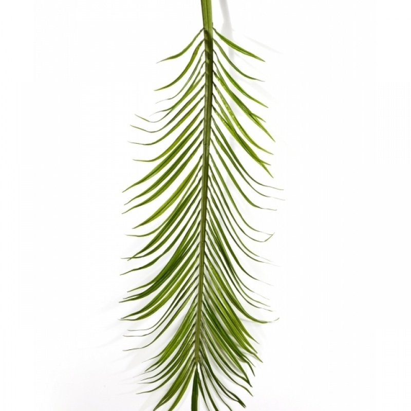Phoenix Palm Leaf Set