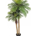 Phoenix palm double w/pot 195 cm