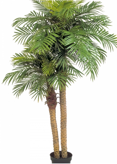 Phoenix palm double w/pot 195 cm