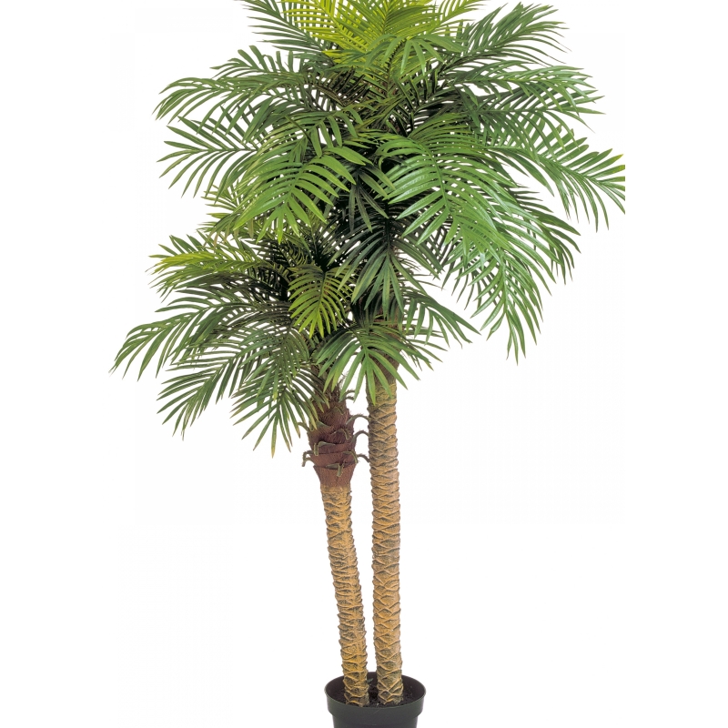 Phoenix palm double w/pot 195 cm