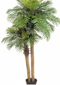 Phoenix palm double w/pot 195 cm