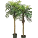 Phoenix palm w/pot 150-180 cm
