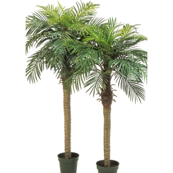 Phoenix palm w/pot 150-180 cm