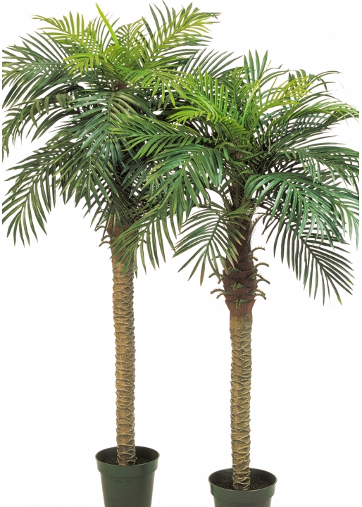 Phoenix palm w/pot 150-180 cm