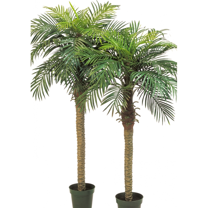 Phoenix palm w/pot 150-180 cm