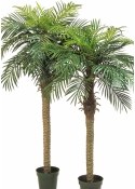 Phoenix palm w/pot 150-180 cm