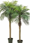 Phoenix palm w/pot 150-180 cm