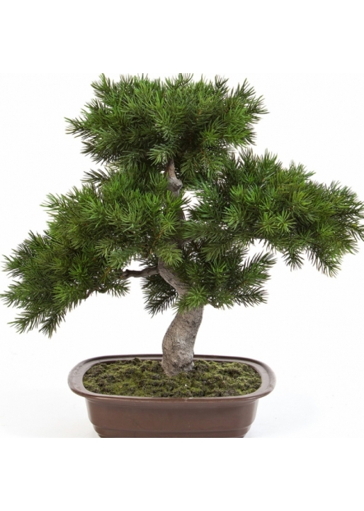 Pine Bonzai w/brown pot 48 cm