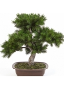 Pine Bonzai w/brown pot 48 cm