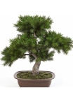Pine Bonzai w/brown pot 48 cm