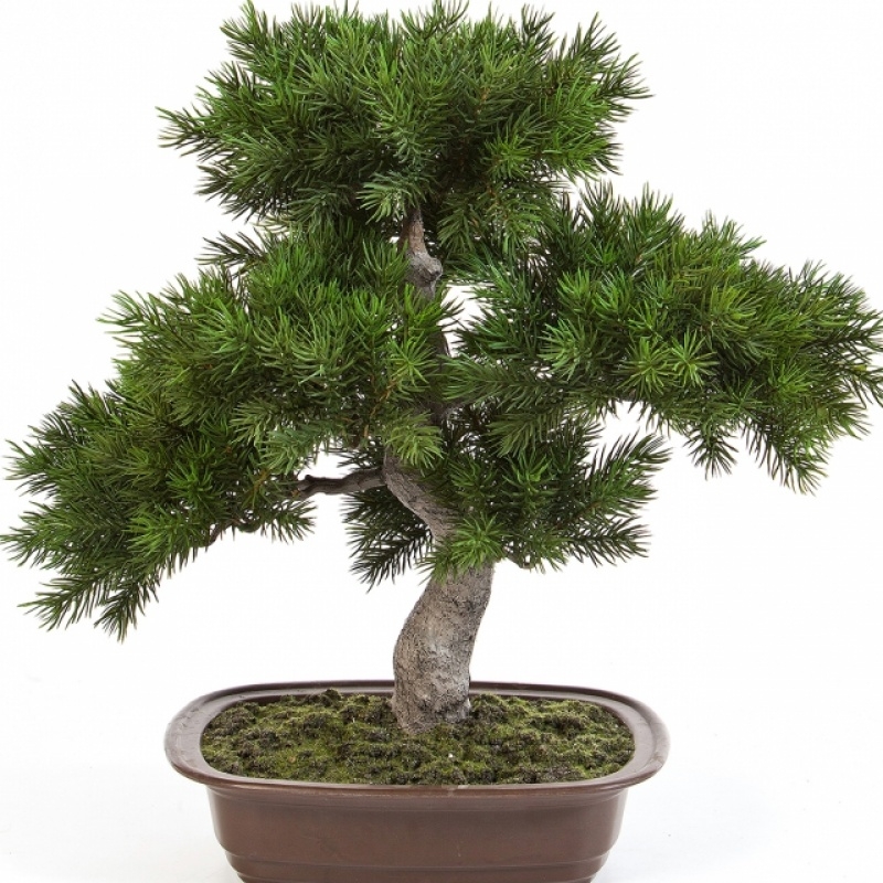 Pine Bonzai w/brown pot 48 cm