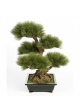 Pinus bonzai 60 cm