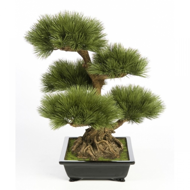 Pinus bonzai 60 cm
