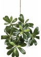 Pittisporum mountain spray x 66 40 cm