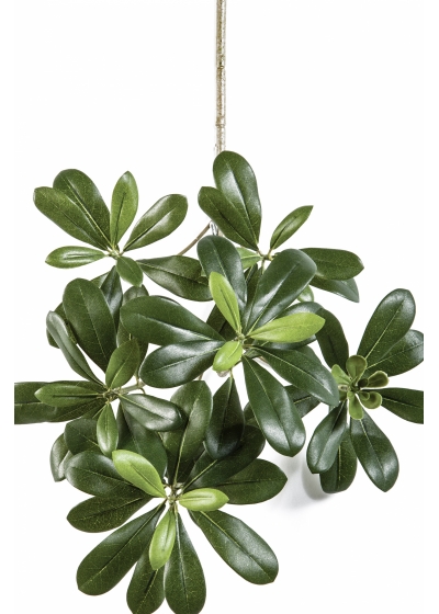 Pittisporum mountain spray x 66 40 cm