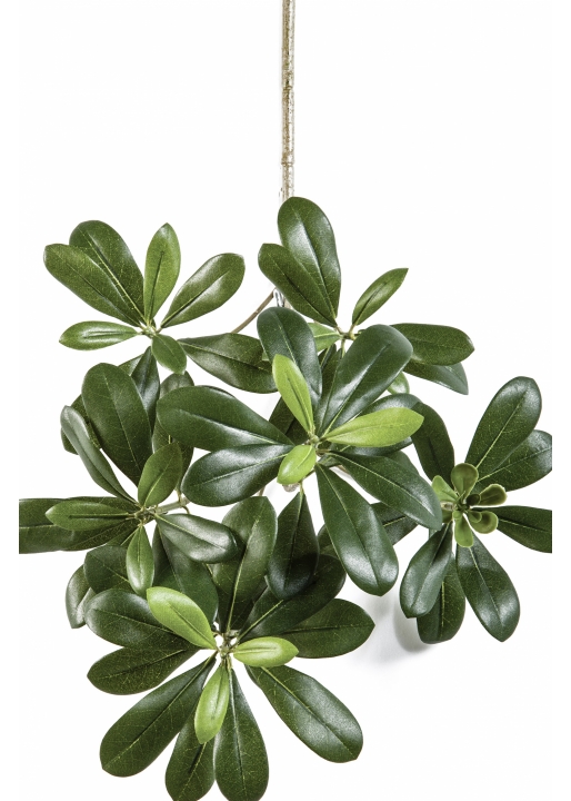 Pittisporum mountain spray x 66 40 cm